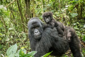 Det blir dyrare med inträde i Volcanoes nationalpark, men det är för gorillornas bästa. Foto: Bigstock