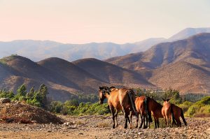Vildhästar betar utanför Vicuña. Foto: Ricard Estay.