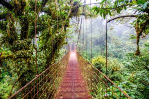 Trädtoppsvandring i Monteverde, Foto: Fotolia.