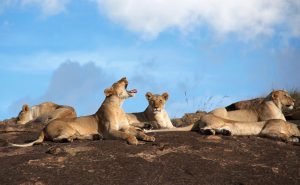 Lugnet före buffeln. Trötta lejonsystrar vilar sig i form. De har ännu inte upptäckt den skadade buffeln i hjorden längre bort. Foto: Karin Wallén.