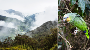 I regnskogen flyger papegojorna fritt. Foto: Anders Kristensson