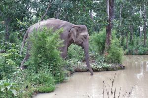 Enligt Animals Asia verkar elefanterna må bättre efter förändringen. Bland annat har de börjat interagera mer med varandra. Foto: Animals Asia.