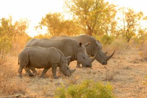 Glada nyheter. Tjuvjakten minskar på noshörningar och elefanter i Sydafrika. Foto: GettyImages