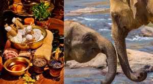 Gå på kryddigt spa, se elefanter och la det lugnt bland teodlingarna. Foto: GettyImages