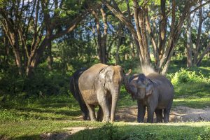 Följ med till norra Thailand och upplev elefanter – på djurets villkor. Foto: Jonas Gratzer
