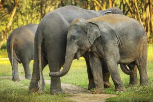 Elefantturism som inte skapar lidande – vi tipsar om 8 ställen i Asien. Foto: Jonas Gratzer