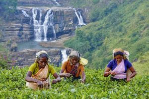 Indiska tamiler plockar te på ett plantage utanför den gamla koloniala rekreationsorten Nuwara Eliya. Foto: Getty Images