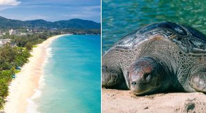 I år har havssköldpaddorna återvänt till Phukets populära strand Kata Beach. Foto: Gettyimages.