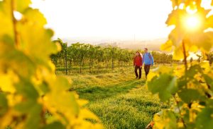 Vandra bland vingårdarna i Tyskland. Foto Rheinland-Pfalz Tourismus Gmbh