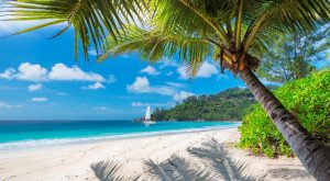 Strand palm och segelbåt på Jamaica