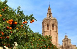Valencia apelsiner